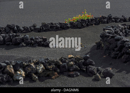 Géranium (Pelargonium spec.), à un mur de roche volcanique faible dans l'aire de production en La Geria, Lanzarote, Îles Canaries Banque D'Images