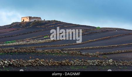 District viticole de la Geria paysage volcanique de Lanzarote, Îles Canaries Banque D'Images