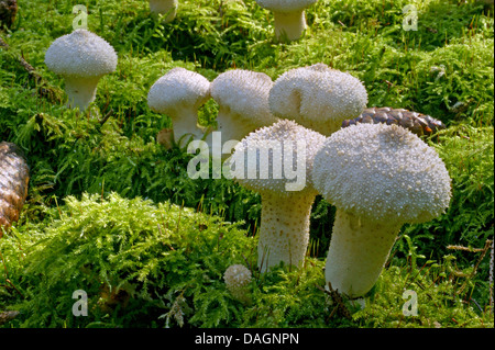 Vesse-de-commune, Warted puffball, Gem-vesse-cloutés, Devil's snuff-box (Lycoperdon perlatum, Lycoperdon gemmatum), des organes de fructification sur de la mousse, de l'Allemagne, en Rhénanie du Nord-Westphalie, Eifel Banque D'Images