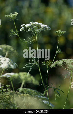 Bullwort, cure-dents ammi, Bishop's flower (Ammi majus), blooming, Allemagne Banque D'Images