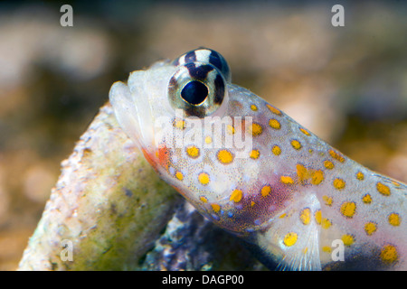 La crevette tachetée gobie (Amblyeleotris-guttata), portrait Banque D'Images