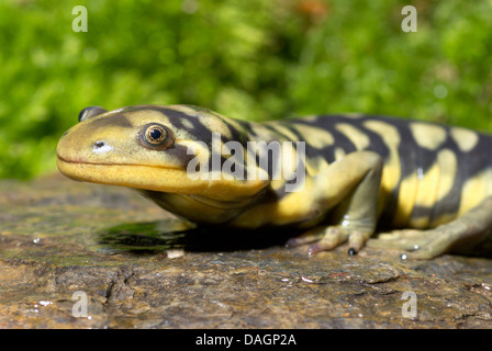 Salamandre tigrée de l'Est, la Salamandre tigrée (Ambystoma tigrinum), portrait Banque D'Images