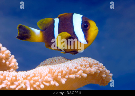 Poisson clown (Amphiprion chrysogaster mauricienne), nage au-dessus coral Banque D'Images