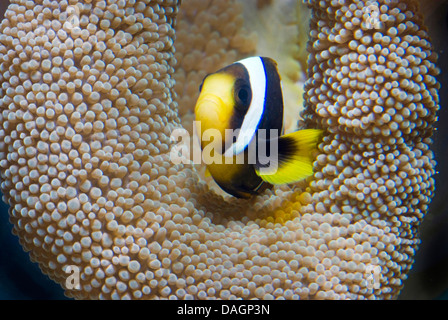 Poisson clown (Amphiprion chrysogaster mauricienne), piscine en face d'un corail Banque D'Images