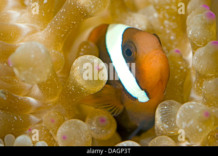 Poissons clowns, Rouge Tomate Tomate poisson clown, poissons clowns (Amphiprion frenatus), entre les tentacules d'une anémone de mer Banque D'Images