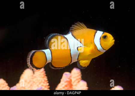 Poissons Clown, Clown Orange poisson clown (Amphiprion percula), nage au-dessus coral Banque D'Images