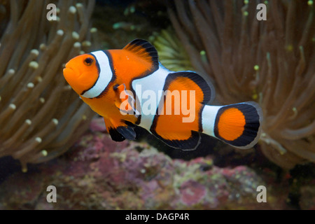 Poissons Clown, Clown Orange poisson clown (Amphiprion percula), entre les tentacules d'une anémone de mer Banque D'Images