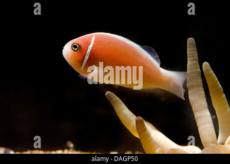 Poisson clown rose, faux skunk-poisson clown (Amphiprion perideraion à rayures), entre les tentacules d'une anémone de mer Banque D'Images