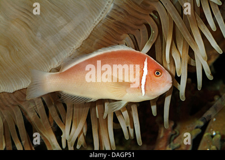 Poisson clown rose, faux skunk-poisson clown (Amphiprion perideraion à rayures), entre les tentacules d'une anémone de mer Banque D'Images
