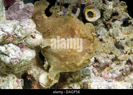 Poisson grenouille verruqueux, Clown poissons grenouille (Antennarius maculatus Antennarius, phymatodes), bien camouflés parmi les coraux Banque D'Images