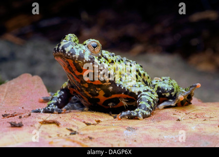 Feu Oriental-bellied toad (Bombina orientalis), sur une feuille Banque D'Images