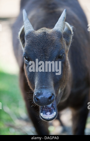 (Bubalus depressicornis anoa des Plaines). Plus petit des bovins sauvages, de la famille des bovinés. Originaire de Sulawesi, Indonésie, buton. Banque D'Images