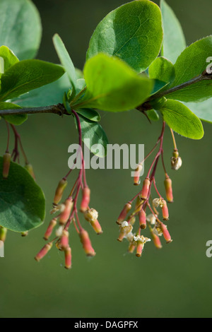 L'épine-vinette commune européenne, l'épine-vinette (Berberis vulgaris), branche avec fruits, Allemagne youn Banque D'Images