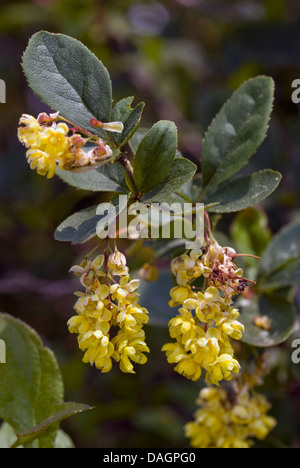 L'épine-vinette commune européenne, l'épine-vinette (Berberis vulgaris), la floraison, Allemagne Banque D'Images