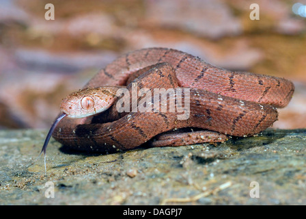 Manger des oeufs, des oeufs de serpent africain-serpent Dasypeltis scabra (manger), portrait, d'effleurement Banque D'Images