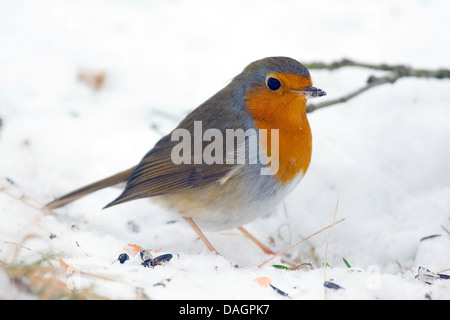 European robin (Erithacus rubecula aux abords), dans la neige, Allemagne Banque D'Images