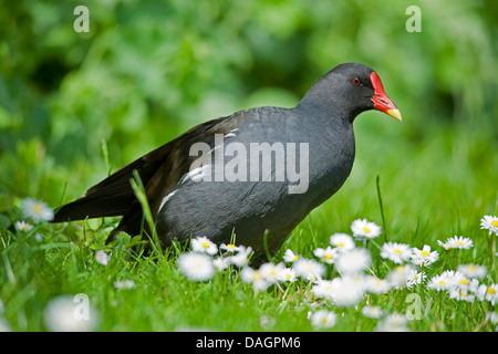 Gallinule poule-d'eau (Gallinula chloropus), dans un pré, Allemagne Banque D'Images