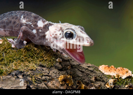 Gecko tokay, tokee (Gekko gecko, Gecko gecko), Pied le granit Banque D'Images