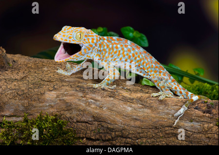 Gecko tokay, tokee (Gekko gecko, Gecko gecko), Pied le granit Banque D'Images