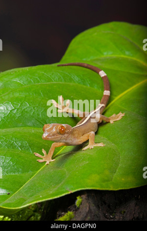 Gekko gecko (White-Line vittatus), sur une feuille Banque D'Images