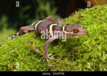 Sol japonais Gecko (Goniurosaurus hainanensis), sur de la mousse Banque D'Images