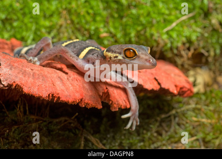 Sol japonais Gecko (Goniurosaurus hainanensis), sur l'écorce Banque D'Images