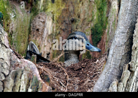 Le Canard colvert (Anas platyrhynchos), la reproduction dans un saule creux, Allemagne Banque D'Images