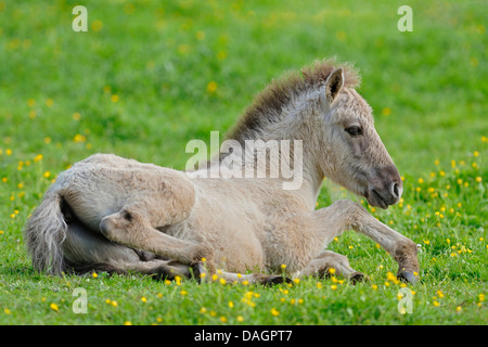 Tarpan (Equus ferus gmelini, Equus gmelini), poulain couché dans un pré, Allemagne Banque D'Images