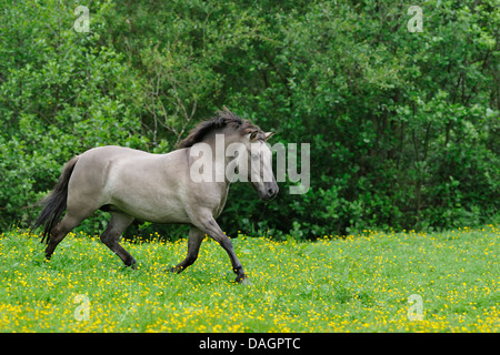 Tarpan (Equus ferus gmelini, Equus gmelini), galopping Tarpan mare, Allemagne Banque D'Images