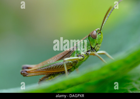 Sauterelle verte (Omocestus viridulus), assis sur une feuille, Allemagne Banque D'Images