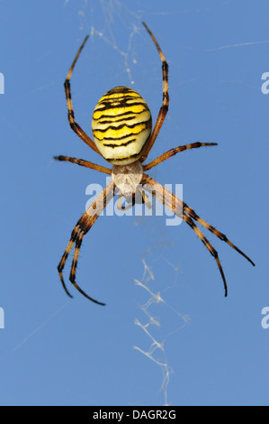 Noir et jaune argiope, noir et jaune spider Argiope bruennichi (jardin), dans un site web en face de ciel bleu, Allemagne Banque D'Images