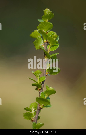 Bon bouleau glanduleux (Betula nana), branche, Allemagne Banque D'Images