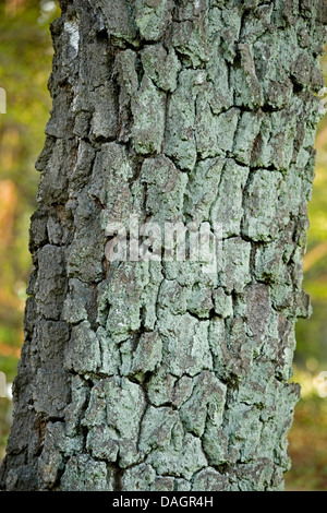 Bouleau commun, le bouleau verruqueux, bouleau blanc européen, le bouleau blanc (Betula pendula, Betula alba), l'écorce, Allemagne Banque D'Images