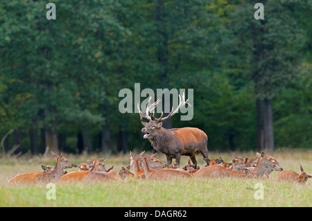 Red Deer (Cervus elaphus) stag rugissant, avec son groupe, Allemagne Banque D'Images