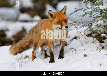 Le renard roux (Vulpes vulpes), marcher dans la neige, Allemagne Banque D'Images