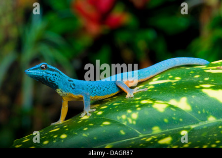 Williams' dwarf gecko, Gecko Bleu Électrique (Lygodactylus Williamsi), homme Banque D'Images