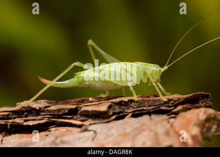 Le sud de l'Oak Bush Cricket (Meconema meridionale), sur l'écorce, l'Allemagne, Hesse Banque D'Images