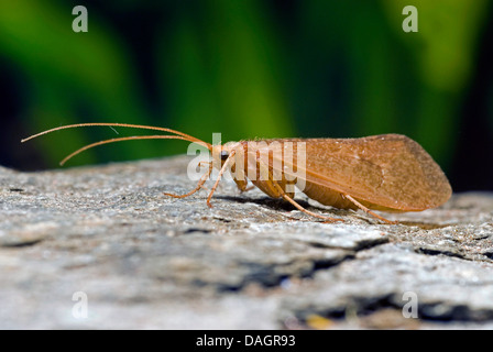 Micropterna sequax (phryganes), sur une pierre Banque D'Images