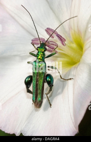 D'épaisseur de fleurs à pattes (Oedemera nobilis), assis sur une fleur blanche, Allemagne Banque D'Images