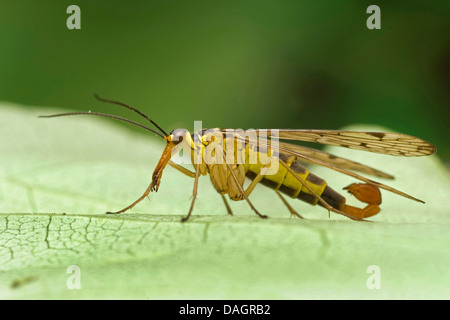 Scorpionfly Panorpa germanica (allemand), homme, Allemagne Banque D'Images