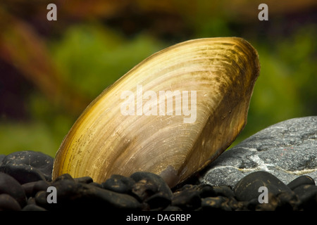 Moules (Pilsbryoconcha aquariums thaïlandais exilis), au fond d'un aquarium Banque D'Images