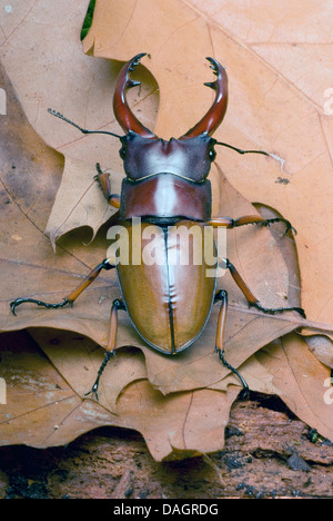 Red Stag (commun Prosopocoilus astacoides), homme Banque D'Images