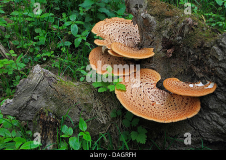 La dryade (Polyporus squamosus selle), des organes de fructification sur une racine d'arbre, Allemagne Banque D'Images