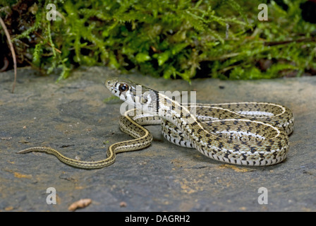 Checkered (Thamnophis marcianus), rolled-up Banque D'Images