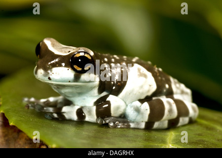 La canopée amazonienne (Phrynohyas resinifictrix grenouille, Trachycephalus resinifictrix), sur une feuille Banque D'Images