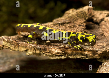 Triton marbré (Triturus marmoratus), sur l'écorce Banque D'Images