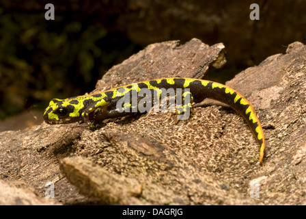 Triton marbré (Triturus marmoratus), sur l'écorce Banque D'Images