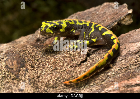 Triton marbré (Triturus marmoratus), sur l'écorce Banque D'Images