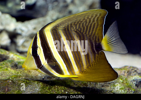 Pacific sailfin tang, chirurgiens, à ailettes voile sailfin tang (Zebrasoma veliferum), natation Banque D'Images