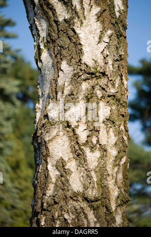 Bouleau pubescent (Betula pubescens), l'écorce, Allemagne Banque D'Images